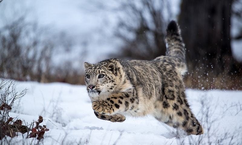 Snow Leopards Imran Khan