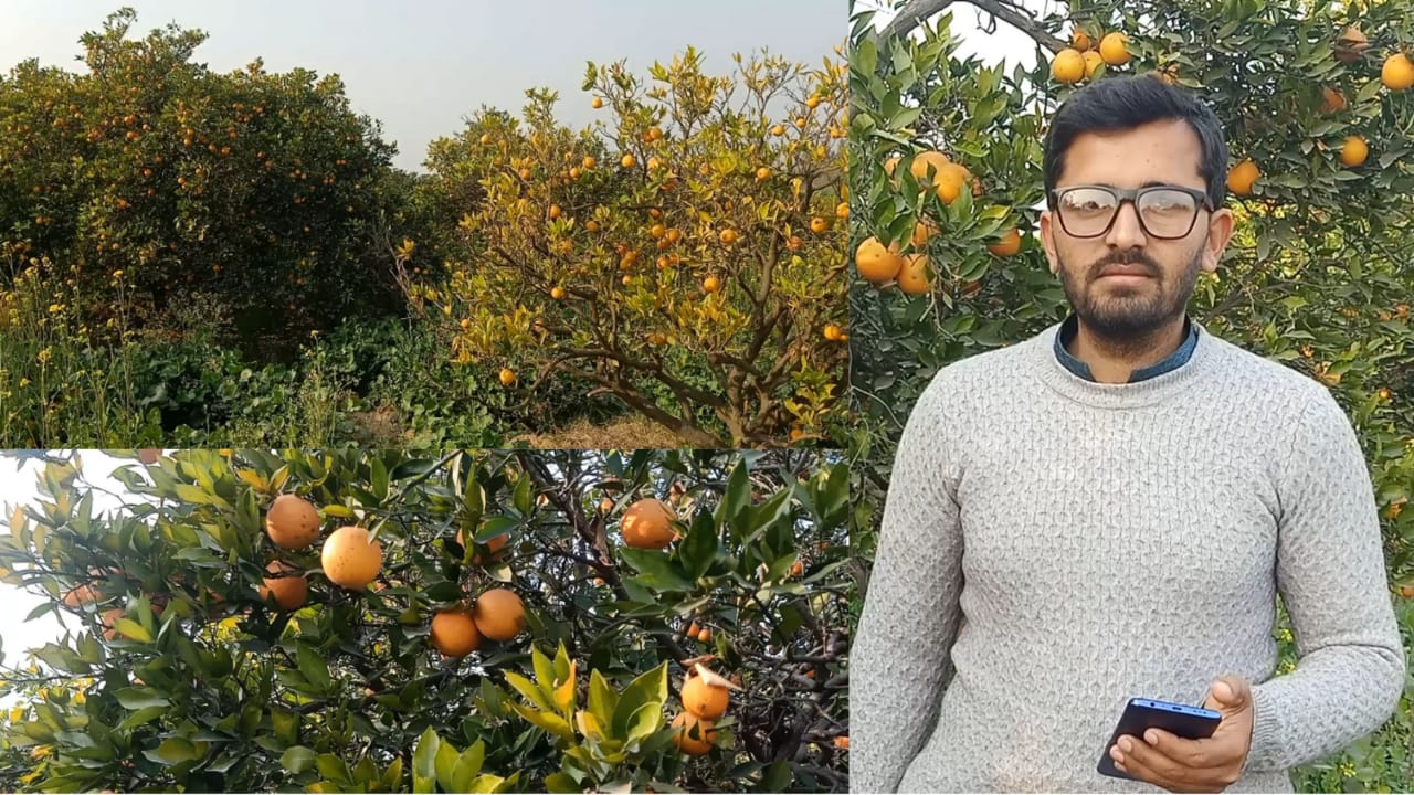 Orange gardens of Swabi Khyber Pakhtunkhwa