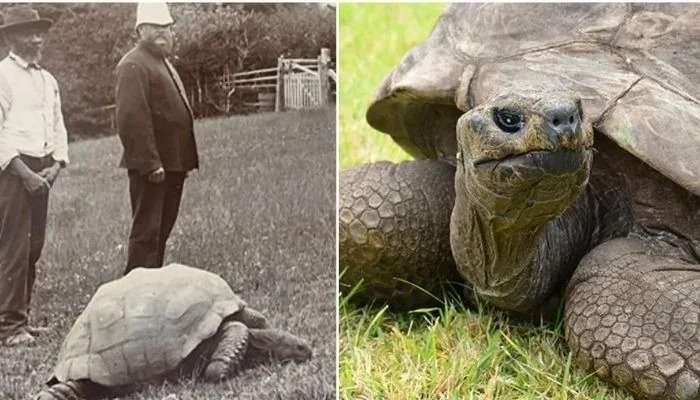 World’s oldest tortoise Jonathan turns 190 in 2022