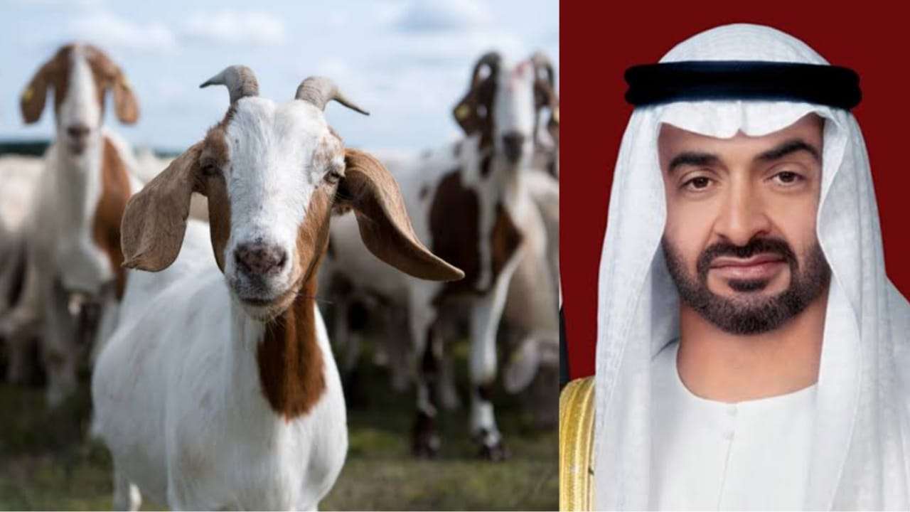 uae-president-sheikh-mohammad-bin-zayed