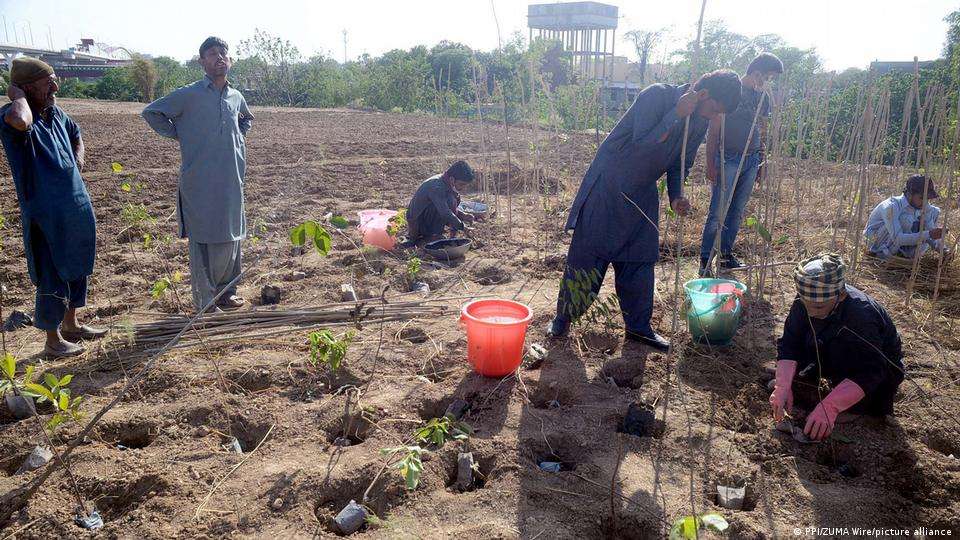 Maqbool Baqar inaugurates tree plantation campaign in Karachi